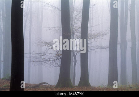 Foresta di faggio nella nebbia / Kreis Rendsburg Eckernfoerde - Schleswig-Holstein Foto Stock
