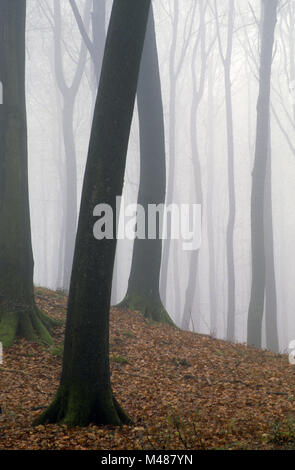 Foresta di faggio nella nebbia / Kreis Rendsburg Eckernfoerde - Schleswig-Holstein Foto Stock