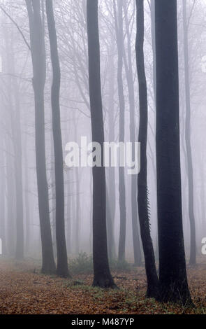 Foresta di faggio nella nebbia / Kreis Rendsburg Eckernfoerde - Schleswig-Holstein Foto Stock