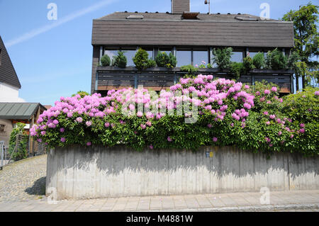 Rhododendron ponticum, rododendro del Mar Nero, hedge Foto Stock