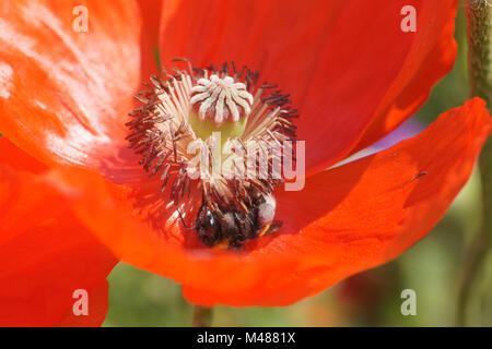 Papaver orientale, Orientale papavero, con Bumble Bee Foto Stock