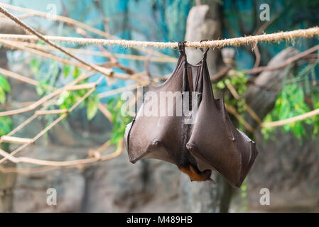 Bat: la malese (Pteropus vampyrus) appeso a una fune Foto Stock