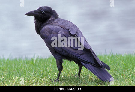 CORVO TORRESIAN (CORVUS ORRU) SUL PRATO CON ACQUA. Foto Stock