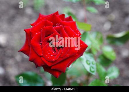 Dark red rose con gocce di pioggia in estate Foto Stock