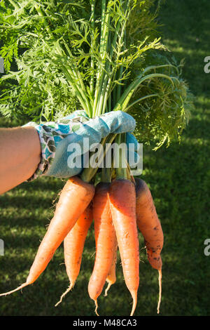 Femmina in mano i guanti detiene materie carota con cime. Estate raccolto. Foto Stock