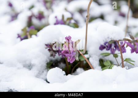 La molla viola hollowroot (corydalis) fiore ricoperta di neve Foto Stock