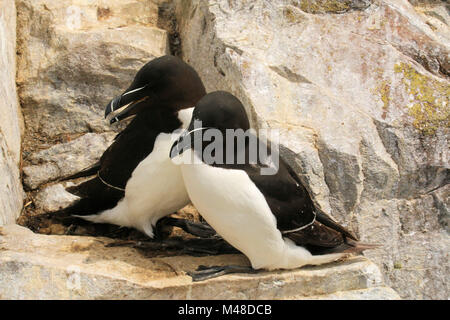 Razorbills appollaiate su una roccia Foto Stock