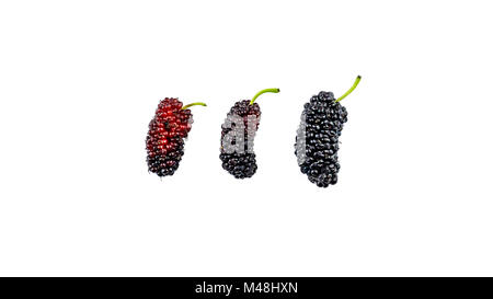 Tre gelsi dolce su sfondo bianco Foto Stock