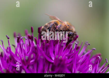 Ape su un viola Allium fiore Foto Stock