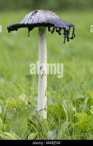 Shaggy copertura di inchiostro (o Coprinus comatus funghi) funghi commestibili Foto Stock