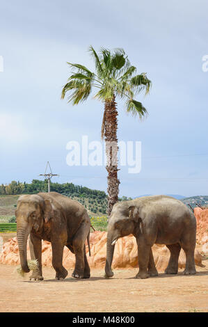 Due elefanti asiatici in un zoo Foto Stock