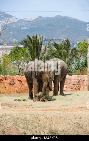 Due elefanti asiatici in un zoo Foto Stock