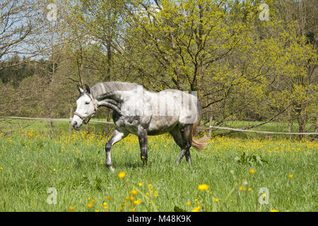 Cavallo correre libero sul prato, bella muffa apple Foto Stock