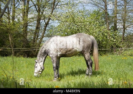 Cavallo correre libero sul prato, bella muffa apple Foto Stock