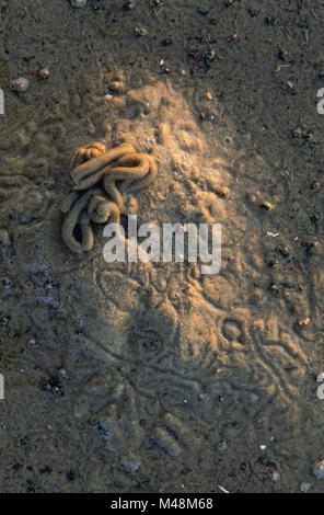 Aletta di soffiatura gettato nel mare di Wadden / San Pietro Ording Foto Stock