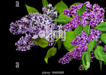 Fiori viola di lilla con foglie di colore verde su nero Foto Stock