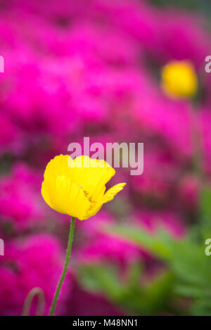 Giallo Islanda germoglio di papavero Foto Stock