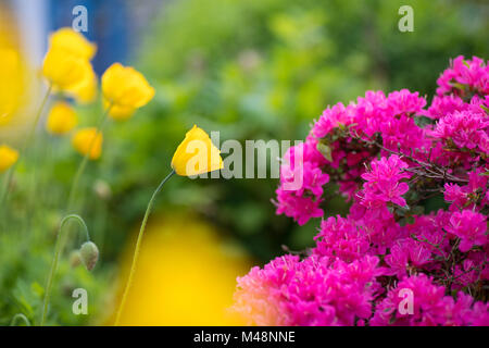 Giallo Islanda germoglio di papavero Foto Stock