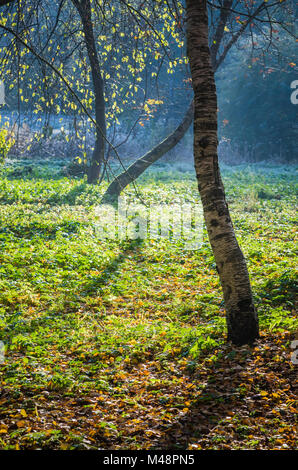 Insolita tronchi di alberi di ombra in una radura Foto Stock