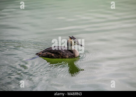 Haubentaucher (Podiceps cristatus) Foto Stock