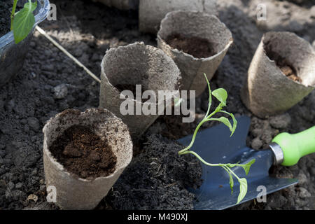 La piantagione di giovani piantine di peperoni in vasi di torba sul background del suolo Foto Stock