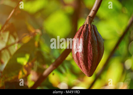 Cacao biologico frutta pod appendere su albero con verde giornata soleggiata sfondo sfocato Foto Stock