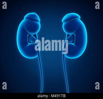 Reni umani anatomia Foto Stock