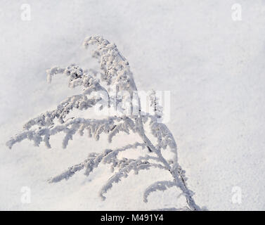 Inverno sfondo con brina sull'erba Foto Stock