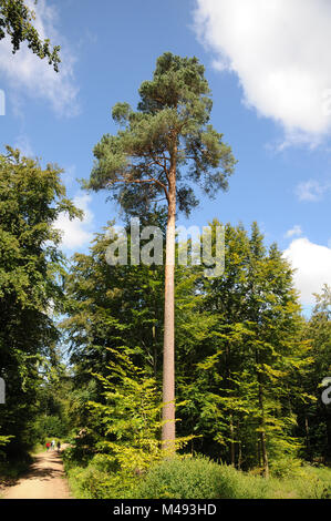 Pinus sylvestris, pino silvestre, vecchio albero per la semina Foto Stock