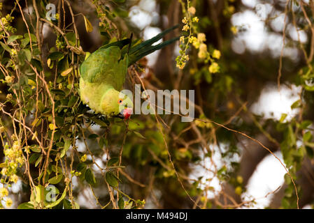 Rose-inanellati parrocchetto femmina (parrot) oscillante e mangiare sulla struttura tamrind in Gibuti Africa orientale Foto Stock