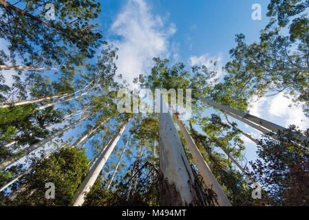 Un cavalletto di Eucalyptus grandis noto anche come allagato gomma o gomma di rose alberi nel nord del NSW, Australia Foto Stock