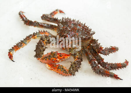 Freshly-Speared kamchatka granchio reale sul ponte della barca. Foto Stock