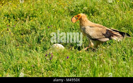 Avvoltoio egiziano con una pietra nel suo becco per rompere un uovo. Foto Stock