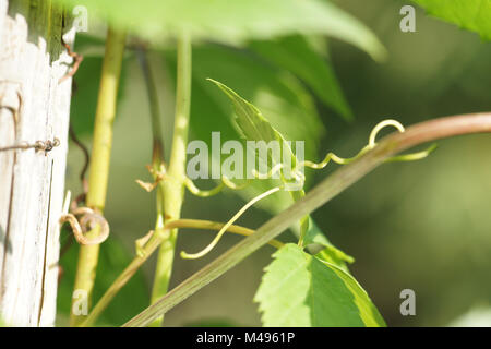 Parthenocissus quinquefolia, Virginian superriduttore, viticcio Foto Stock