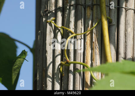 Parthenocissus quinquefolia, Virginian superriduttore, viticcio Foto Stock