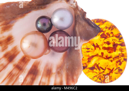 Bellissima perla nel guscio con ambra Foto Stock