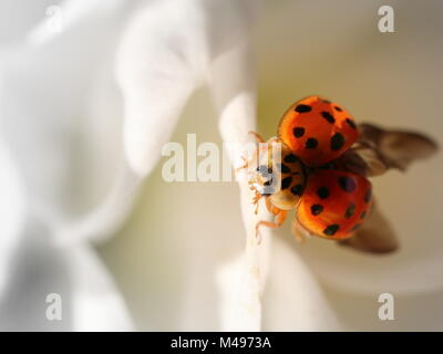 Lady Bird su un fiore bianco Foto Stock