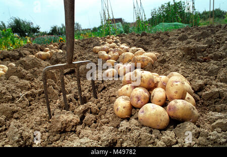 Il Gheppio varietà di patate scavato un riparto complotto di Slough Foto Stock