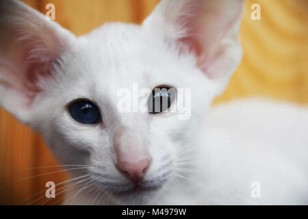 Bianco gatto orientali con occhi di colori differenti Foto Stock