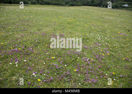 Machair prato costiere con fiori Calgary Bay Isle of Mull Scotland Foto Stock