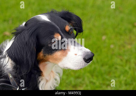 Piuttosto ritratto di razza cane Foto Stock