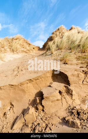 Dune di sabbia erosione su Cefn Sidan, Pembrey. West Wales. Regno Unito. Foto Stock