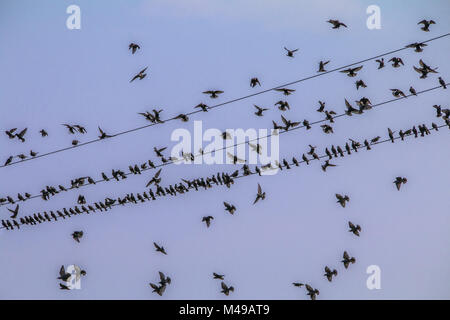 Per gli storni (Sturnus vulgaris) in autunno Foto Stock