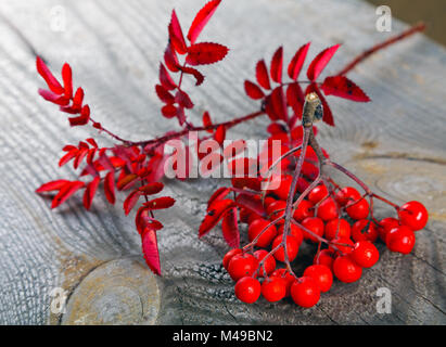 Ancora in vita con rowan e bacche di rosa canina ramo Foto Stock