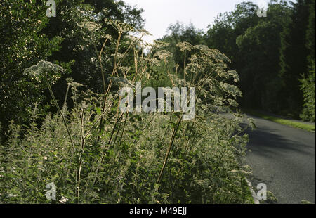 Strada fiori selvatici in Inghilterra - hogweed e ortica pungente. Giugno 2007 Foto Stock