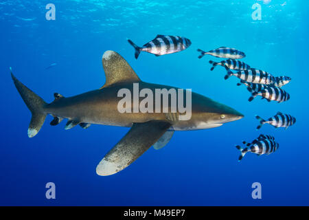 Lo squalo longimano (Carcharhinus longimanus) accompagnato da un gruppo di Pilotfish (Naucrates induttore). Isola rocciosa, Egitto. Mar Rosso Foto Stock