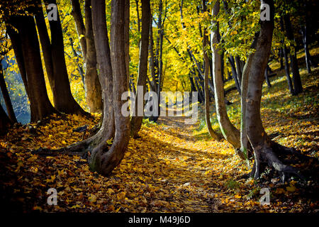 Il percorso attraverso il bosco in autunno è coperto con foglie ingiallito. Bella e soleggiata vista la natura. Foto Stock