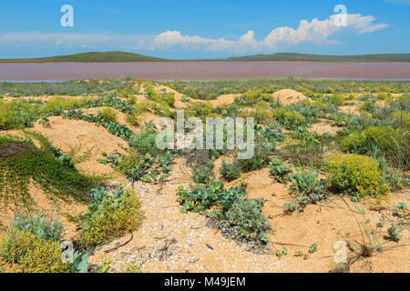 Salt Lake Koyashskoe Elkenskoe. Riserva Opuksky Foto Stock