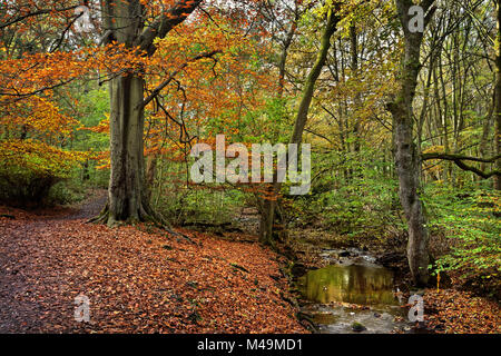 UK,South Yorkshire,Sheffield,Whiteley Legno & River Porter Foto Stock