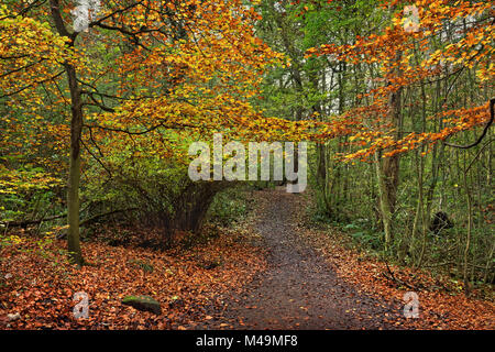 UK,South Yorkshire,Sheffield,Porter Valley,Whiteley di legno in autunno Foto Stock